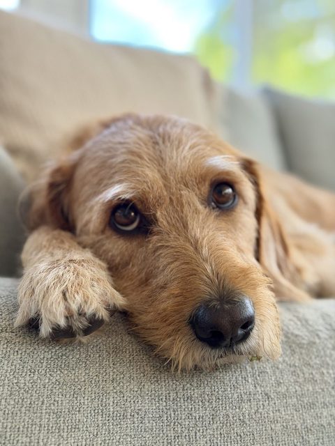 Aneesa's dog